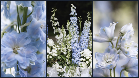 Anna Botanica
