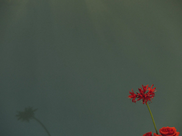 DOOM OF BLOOM