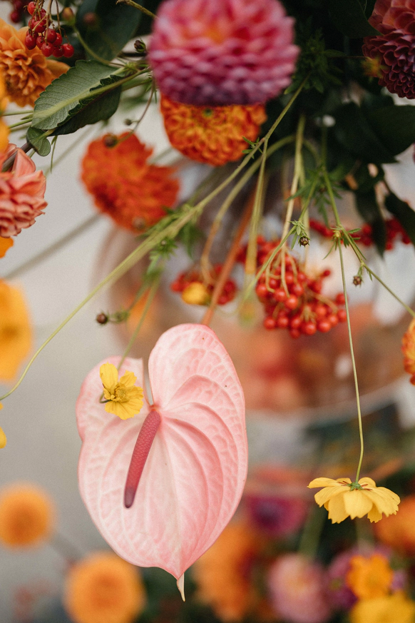 DROP me flowers