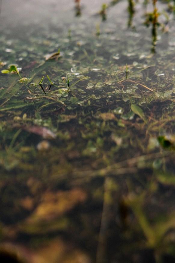 Алена Межевова